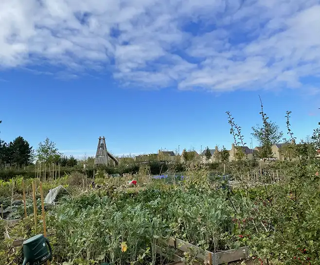 Allotments with houses in the background